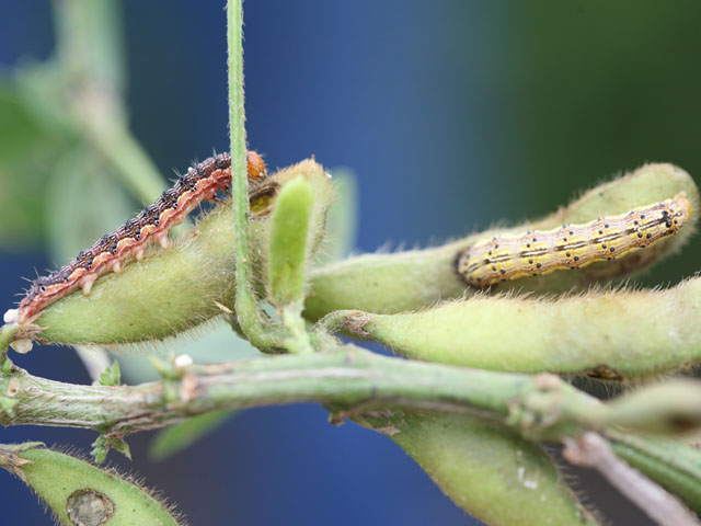Soybean podworm is one of the insects targeted as seed companies add Bt soybeans to their list of offerings in South America. U.S. growers aren&#039;t guaranteed access to the technology at this time. (Photo by Wayne Bailey, University of Missouri)